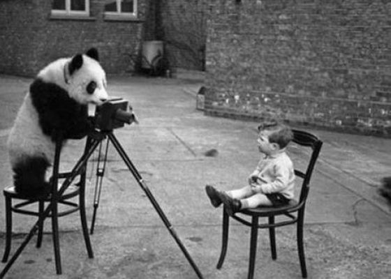 Panda purporting to take a photograph of a seated young boy.